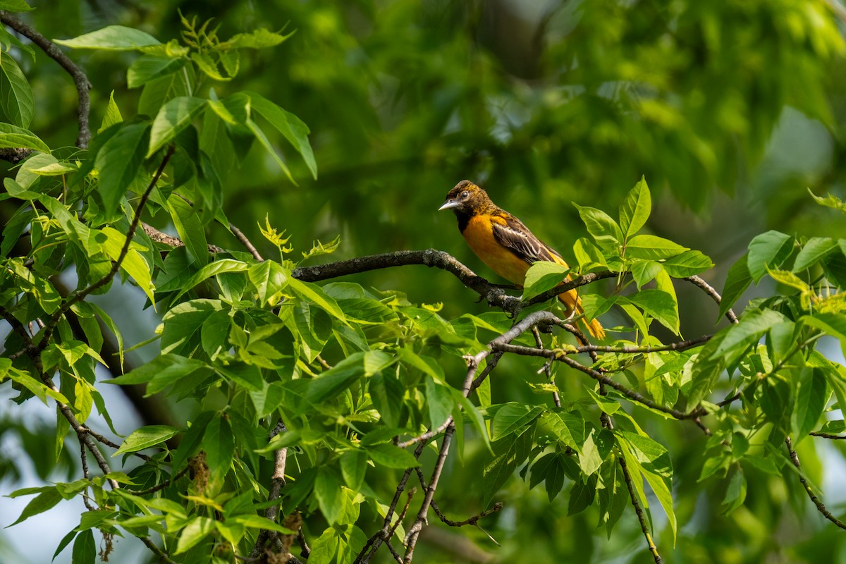 Baltimore Oriole - ML641490097