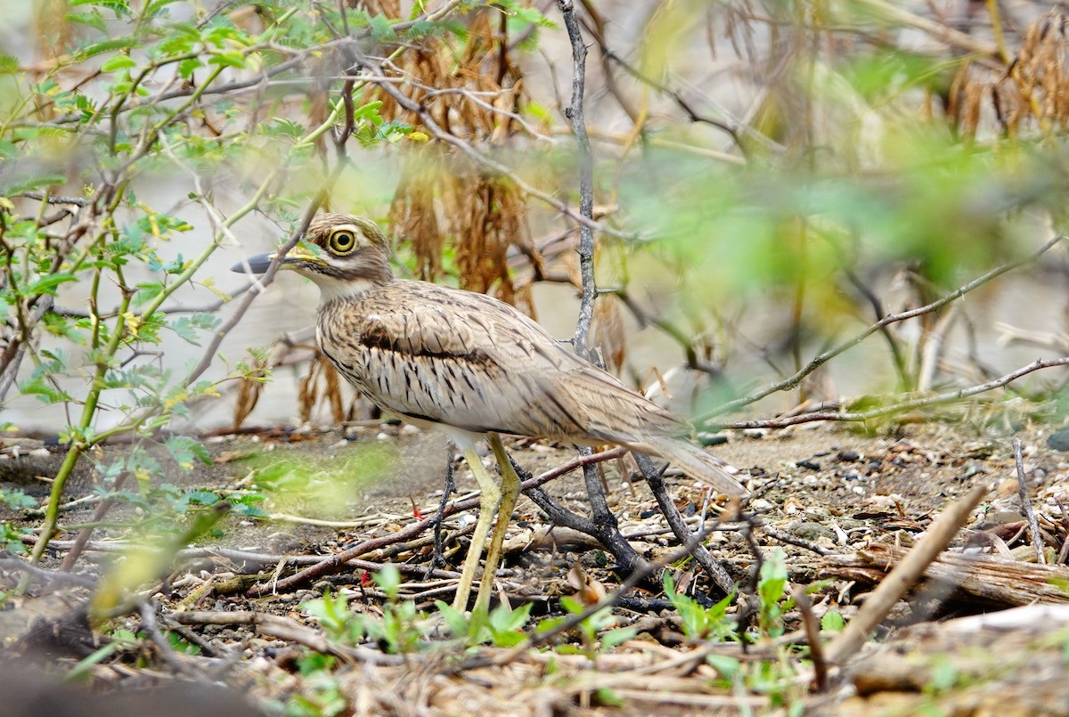 Senegal Thick-knee - ML641490155