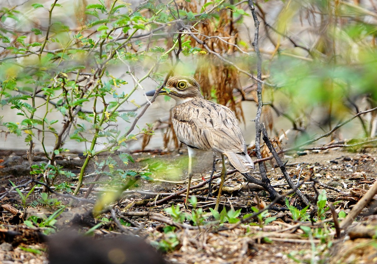Senegal Thick-knee - ML641490156