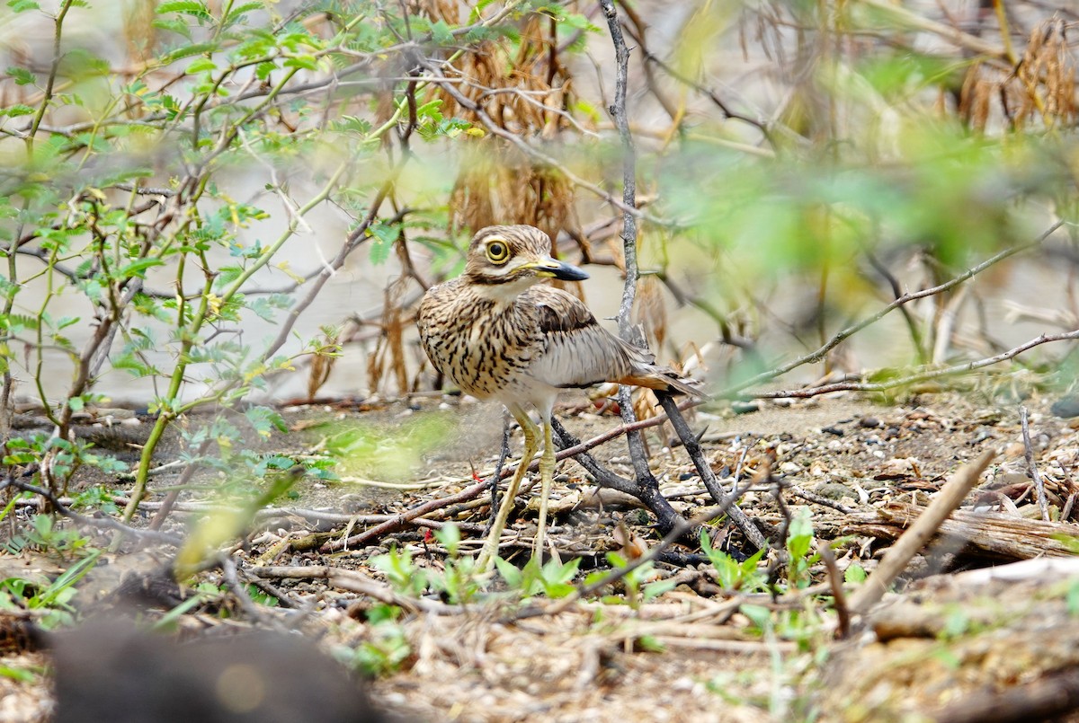 Senegal Thick-knee - ML641490157