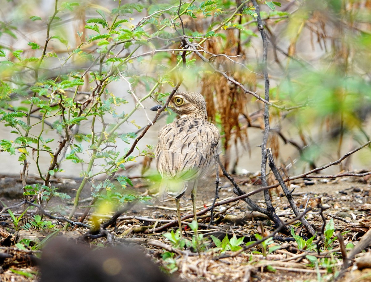 Senegal Thick-knee - ML641490158