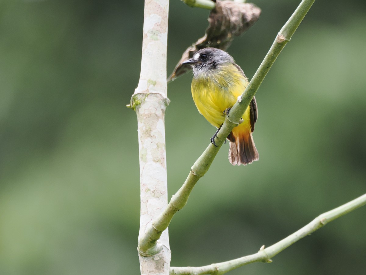 Ornate Flycatcher - ML641490207