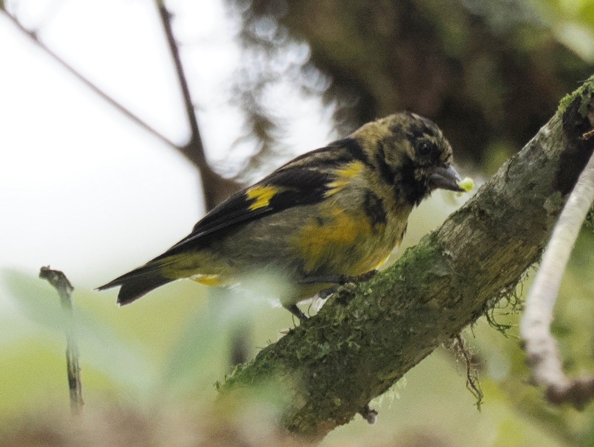 Yellow-bellied Siskin - ML641490217