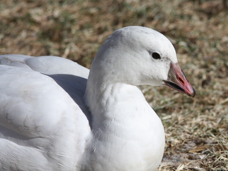 Snow x Ross's Goose (hybrid) - ML641490221