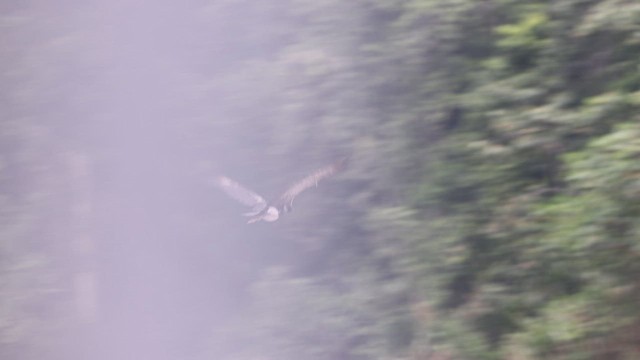 Horned Screamer - ML641490236