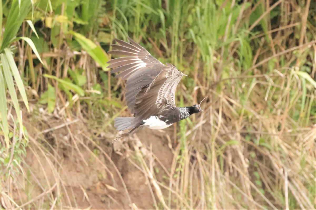 Horned Screamer - ML641490241