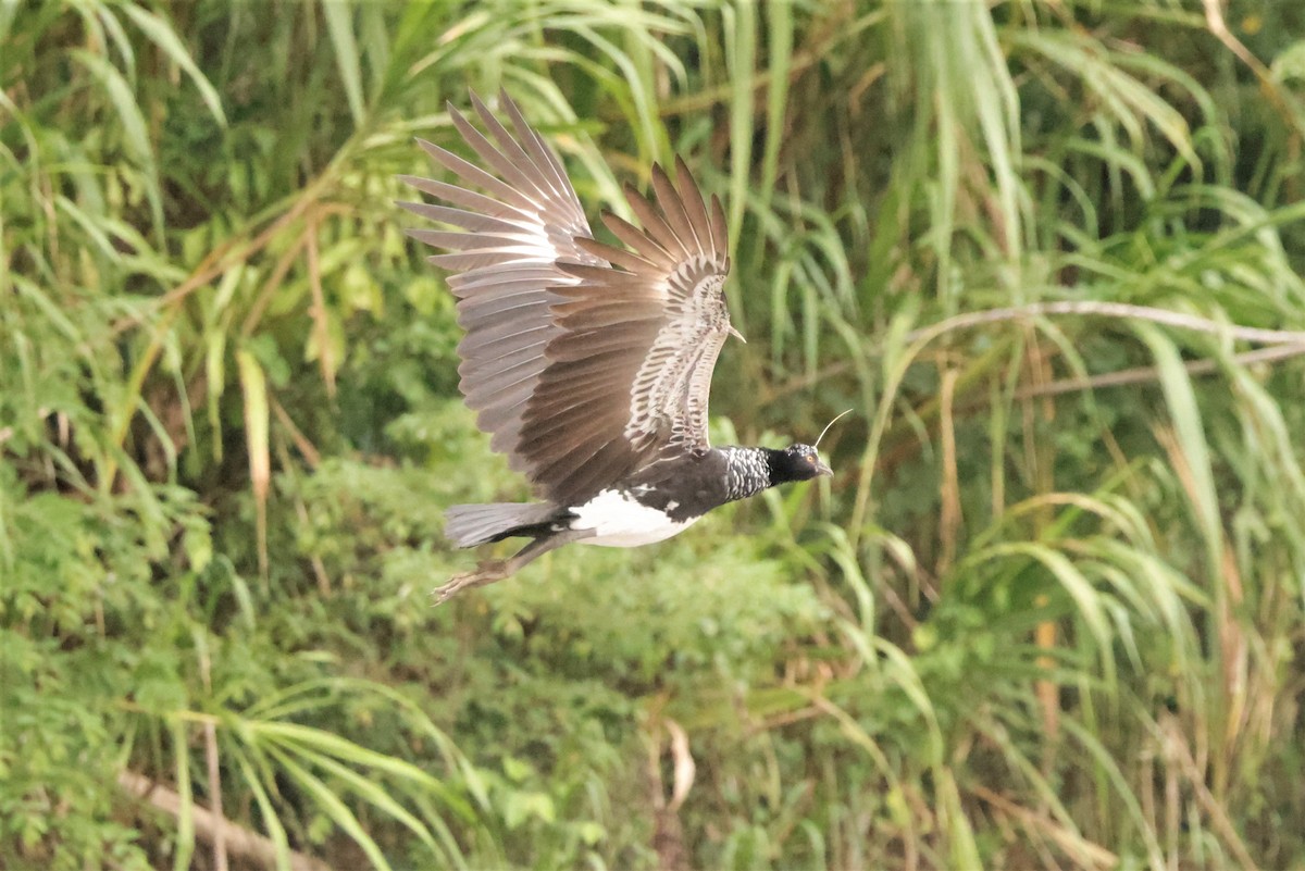 Horned Screamer - ML641490242