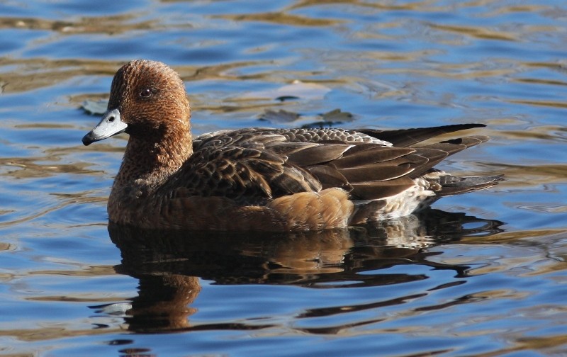 Eurasian Wigeon - ML641490302