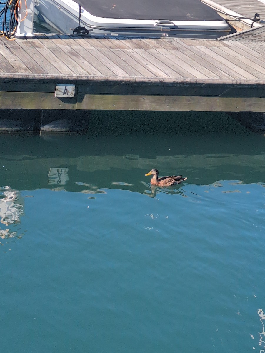 Canard colvert ou C. noir - ML641490384
