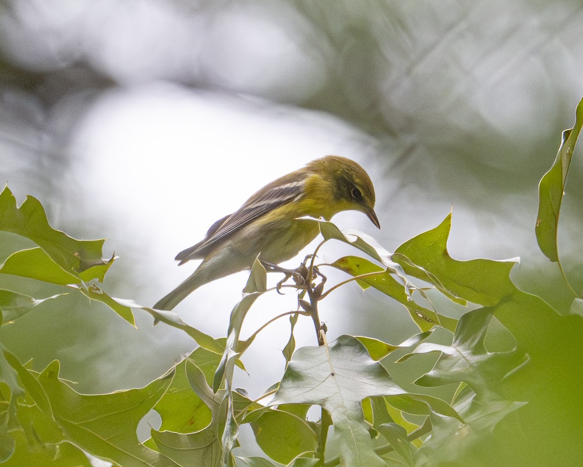 Pine Warbler - ML641490418