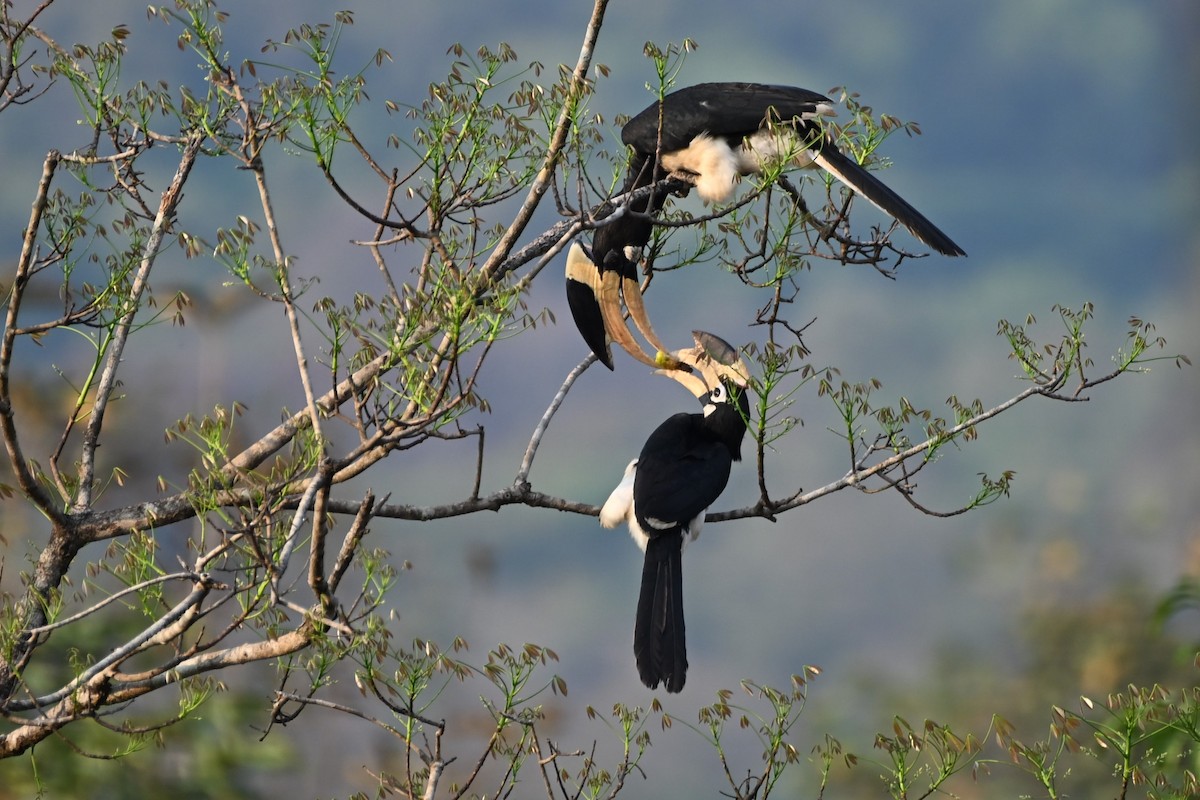 Malabar Pied-Hornbill - ML641490438