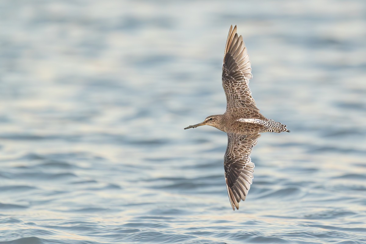 Short-billed Dowitcher - ML641490448