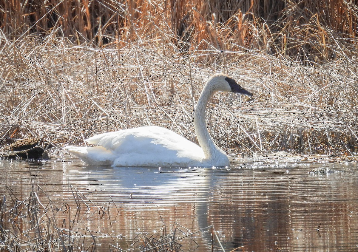 Trumpeter Swan - ML641490491