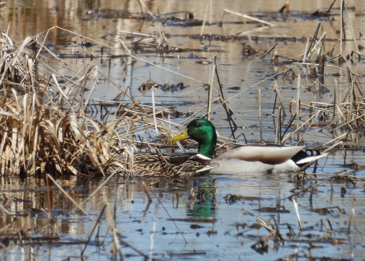 Mallard - ML641490503