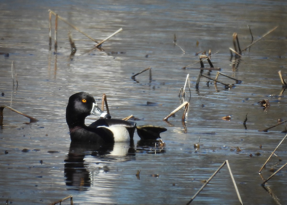 Ring-necked Duck - ML641490508