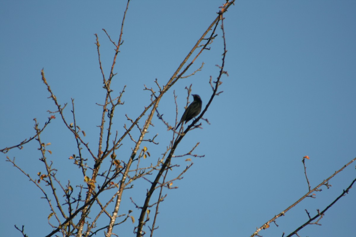 Austral Blackbird - ML641490534