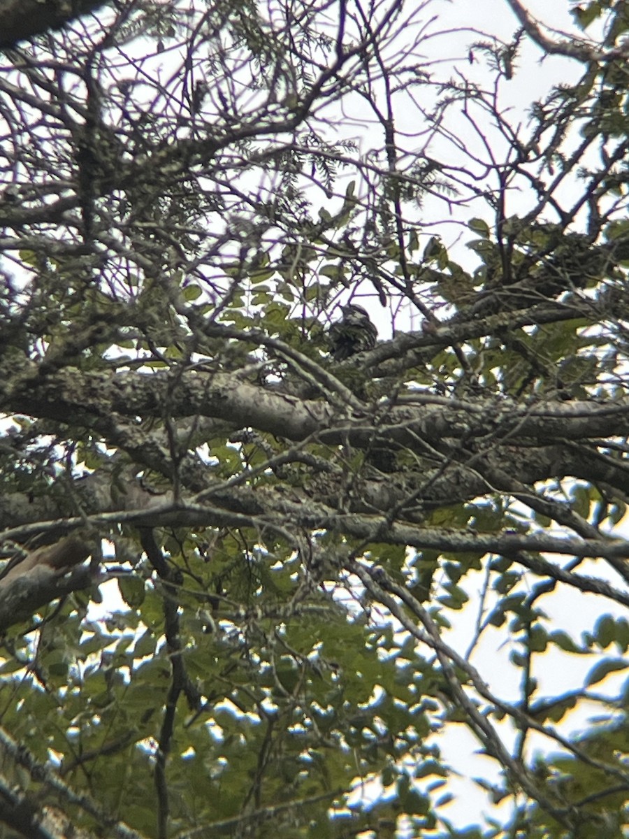 Downy Woodpecker - ML641490575