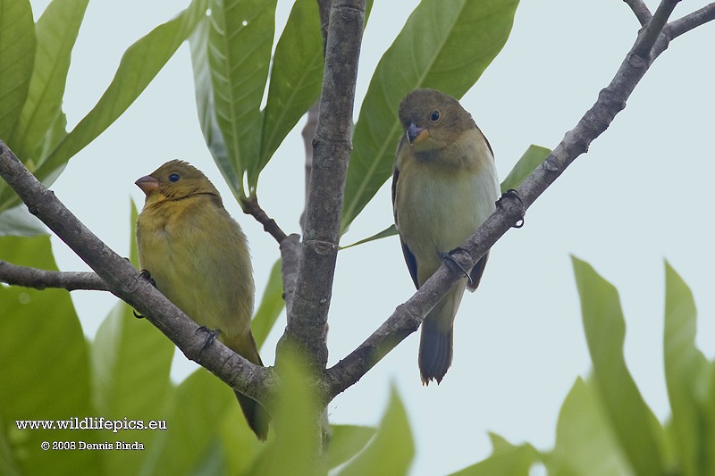 Lined Seedeater - ML641490582