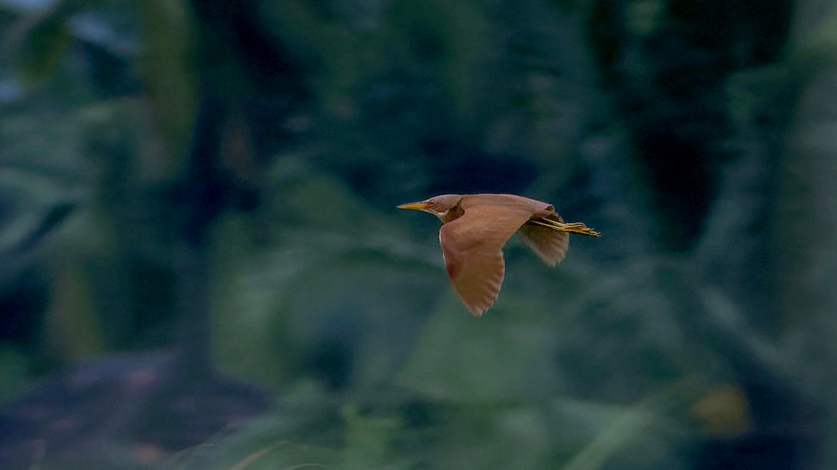 Cinnamon Bittern - ML641490584
