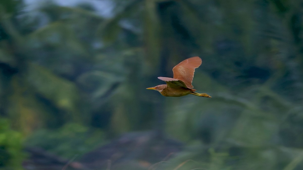 Cinnamon Bittern - ML641490588