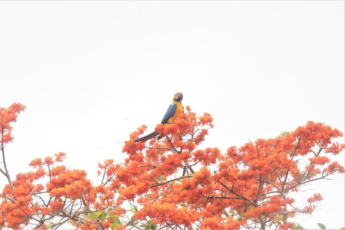 Blue-and-yellow Macaw - ML641490590