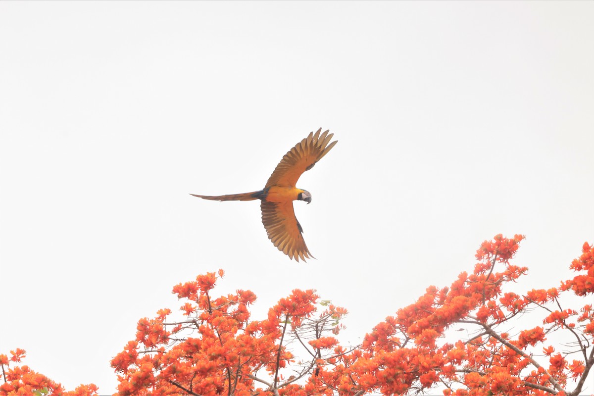 Blue-and-yellow Macaw - ML641490591
