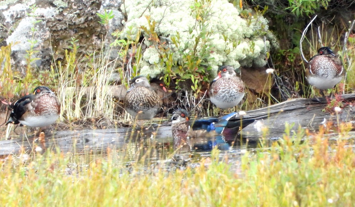 Wood Duck - ML641490596