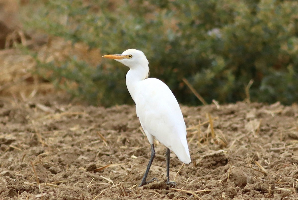 Western Cattle-Egret - ML641490597
