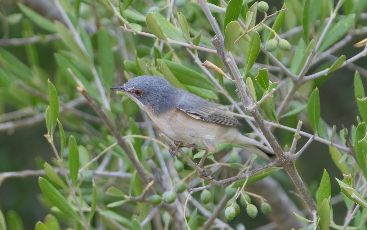 Western Subalpine Warbler - ML641490599