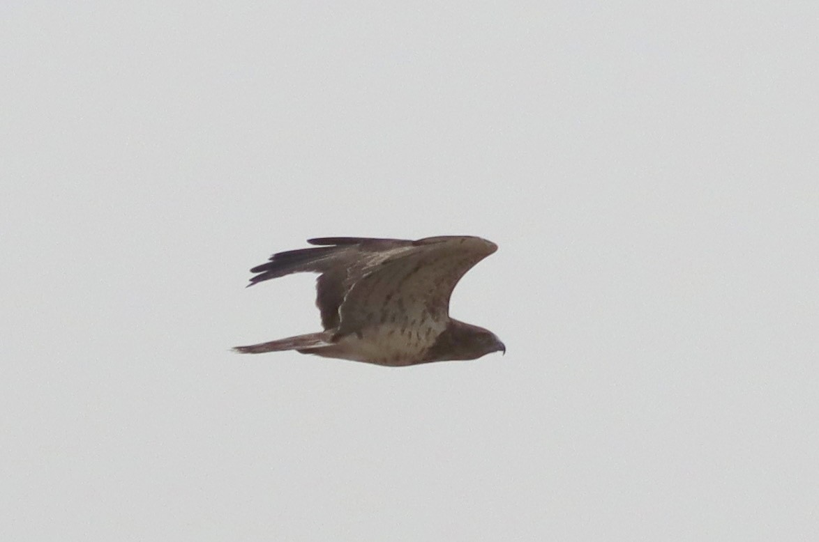 Short-toed Snake-Eagle - ML641490602