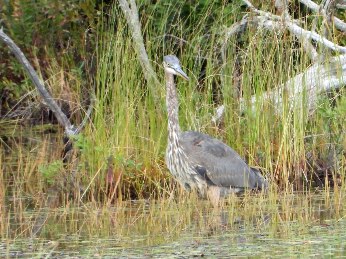 Great Blue Heron - ML641490613