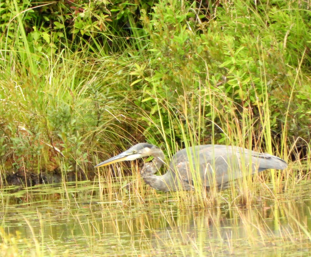 Great Blue Heron - ML641490614
