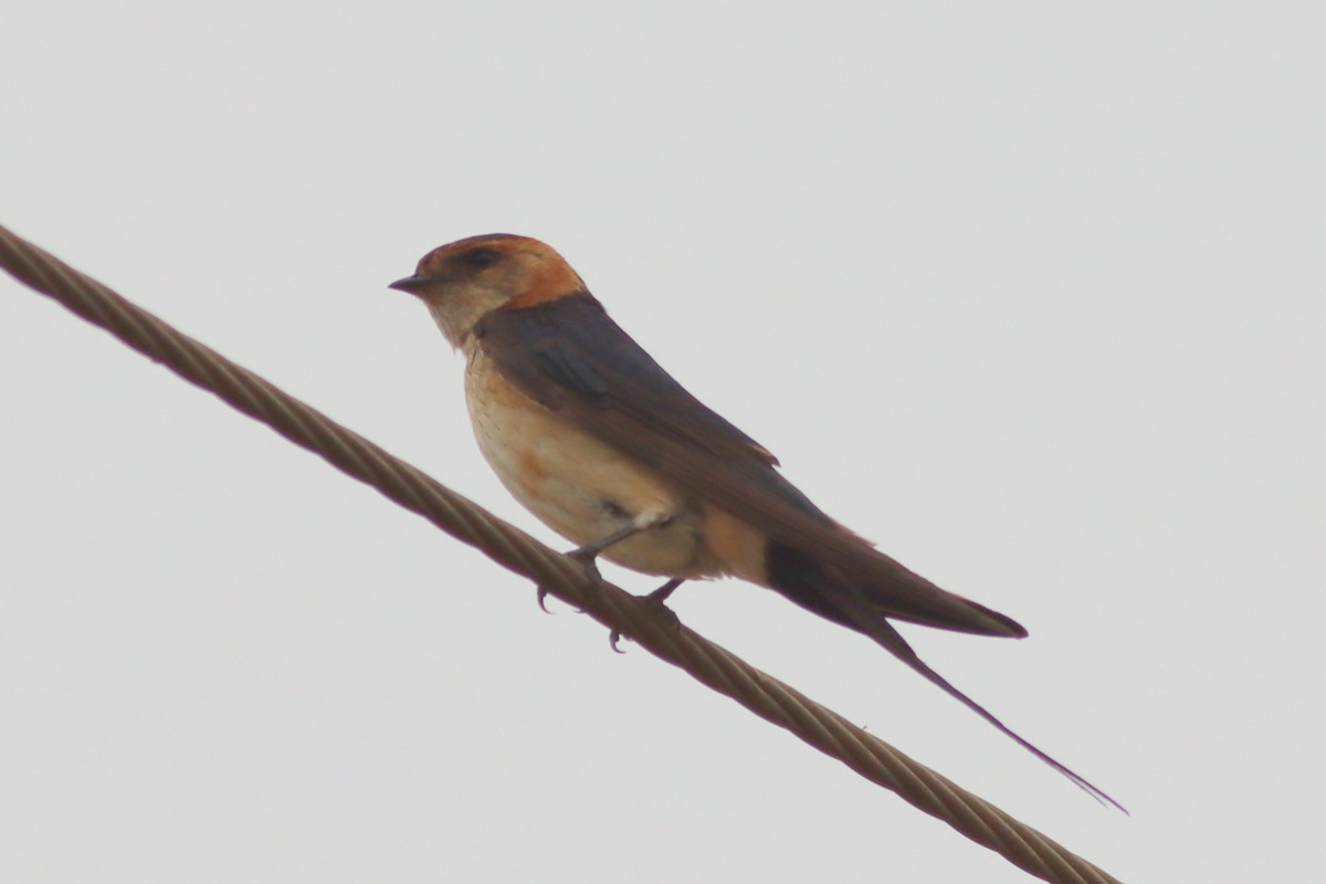 European Red-rumped Swallow - ML641490616