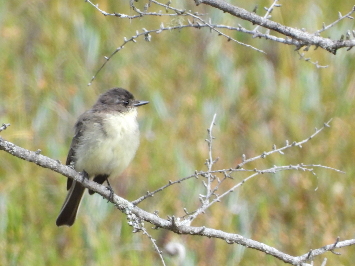 Eastern Phoebe - ML641490634