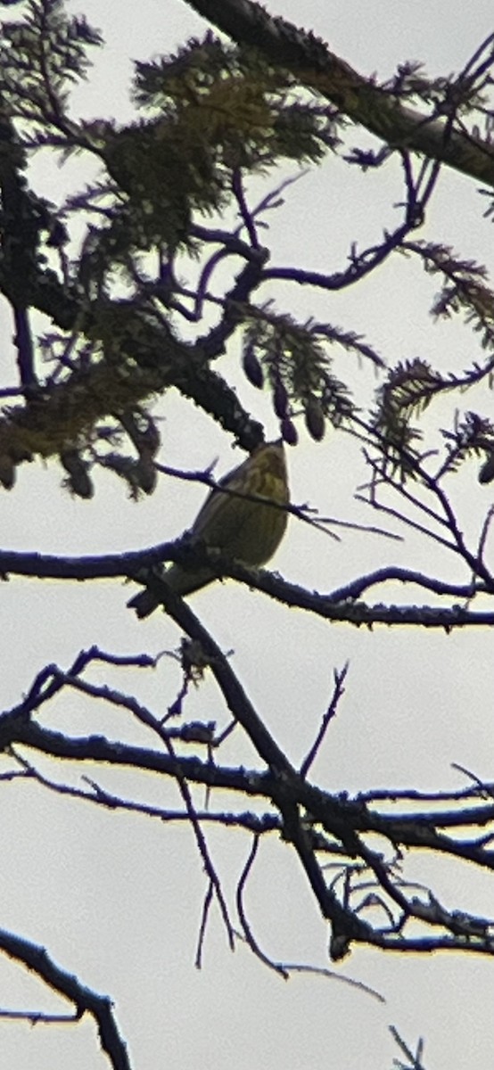 Setophaga sp. - ML641490638