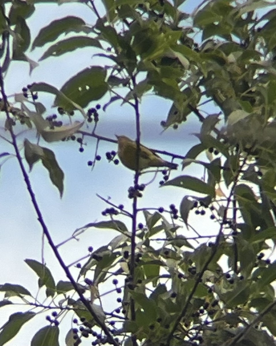 Pine Warbler - ML641490643
