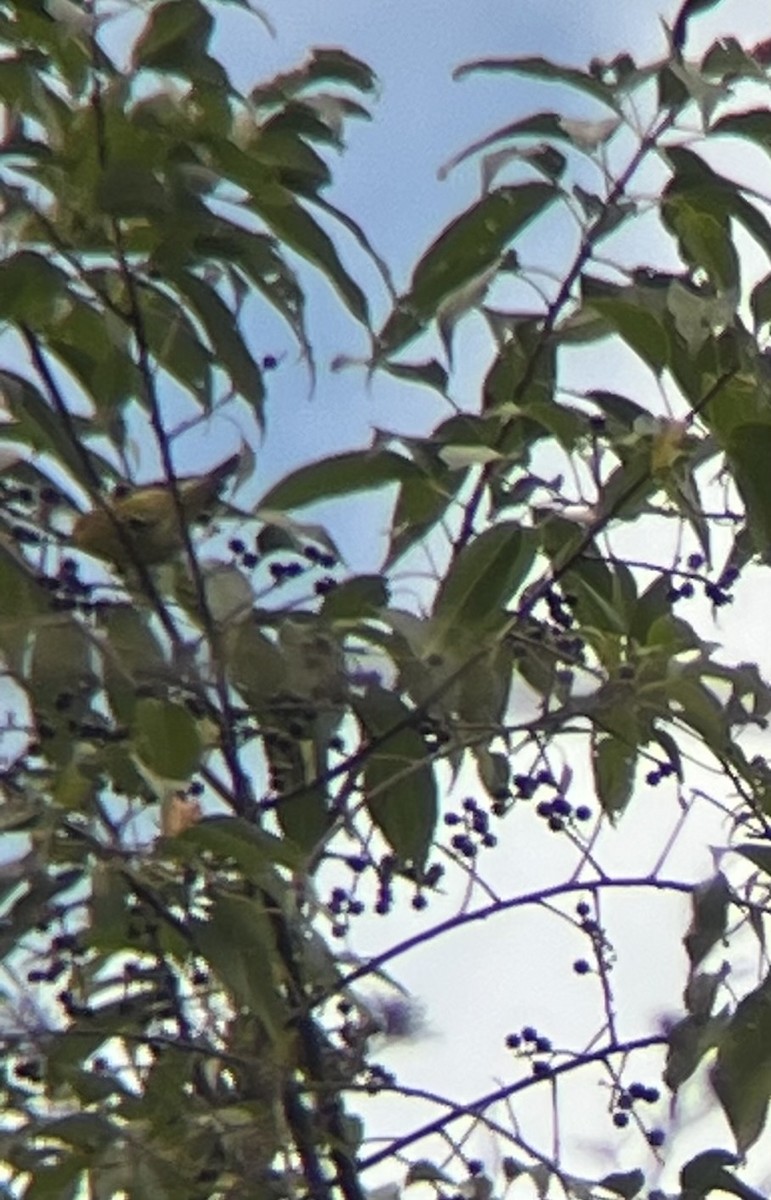 Pine Warbler - ML641490644