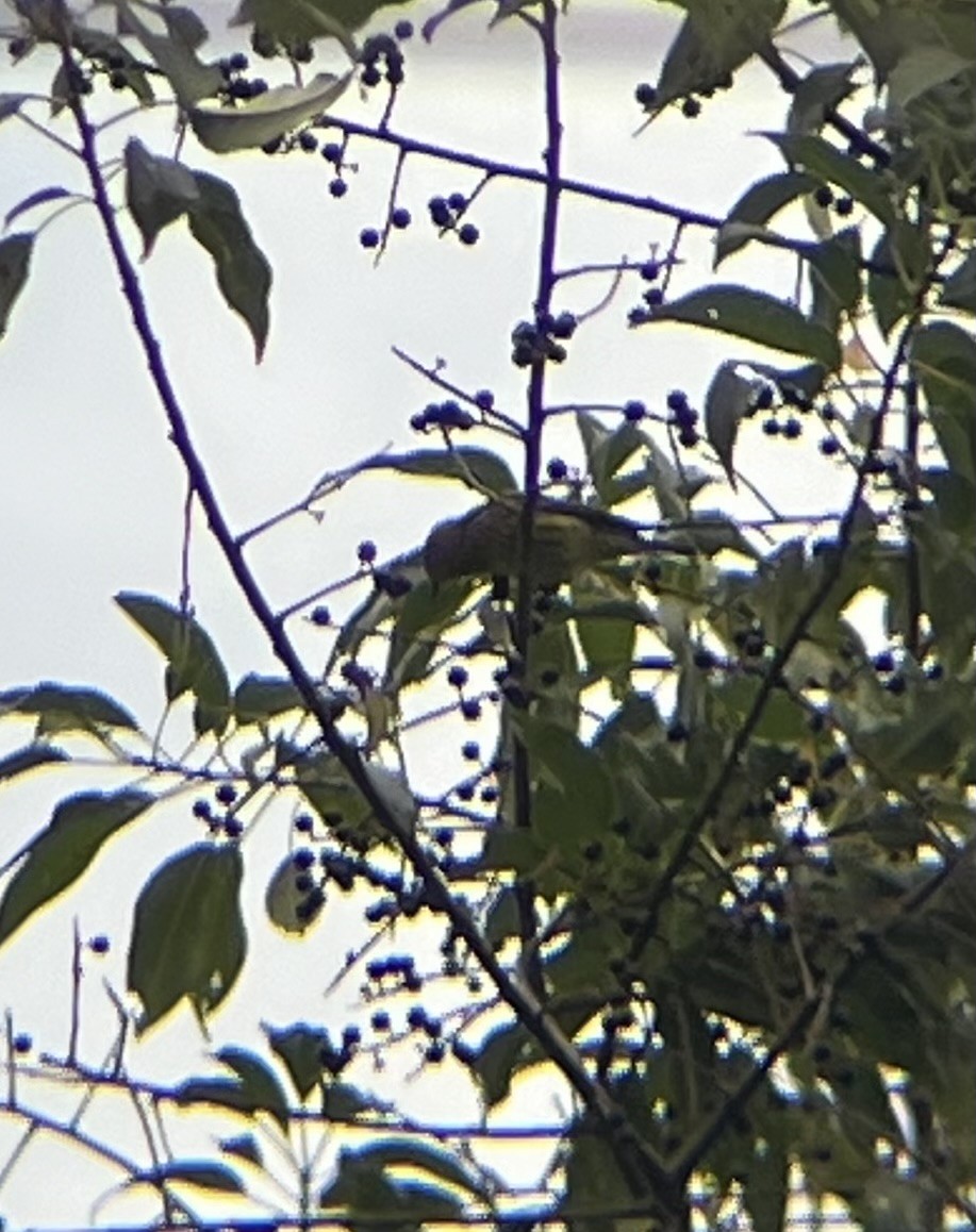 Pine Warbler - ML641490645