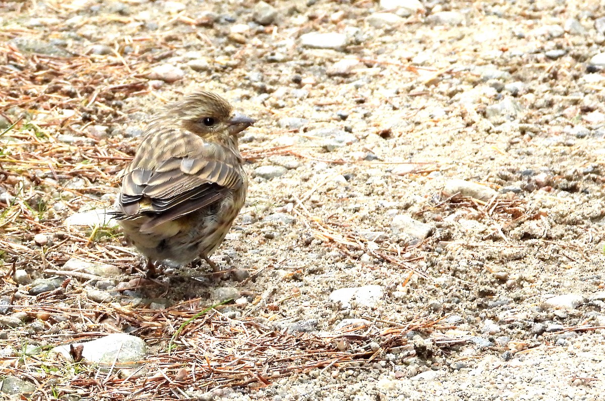 Purple Finch - ML641490660