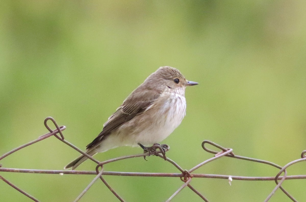 Spotted Flycatcher - ML641490677
