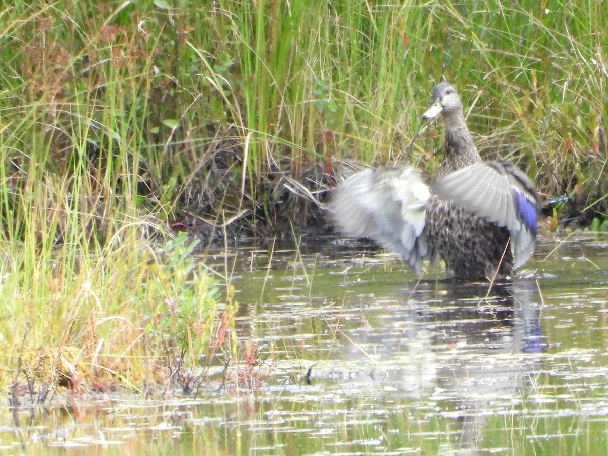Mallard x American Black Duck (hybrid) - ML641490707