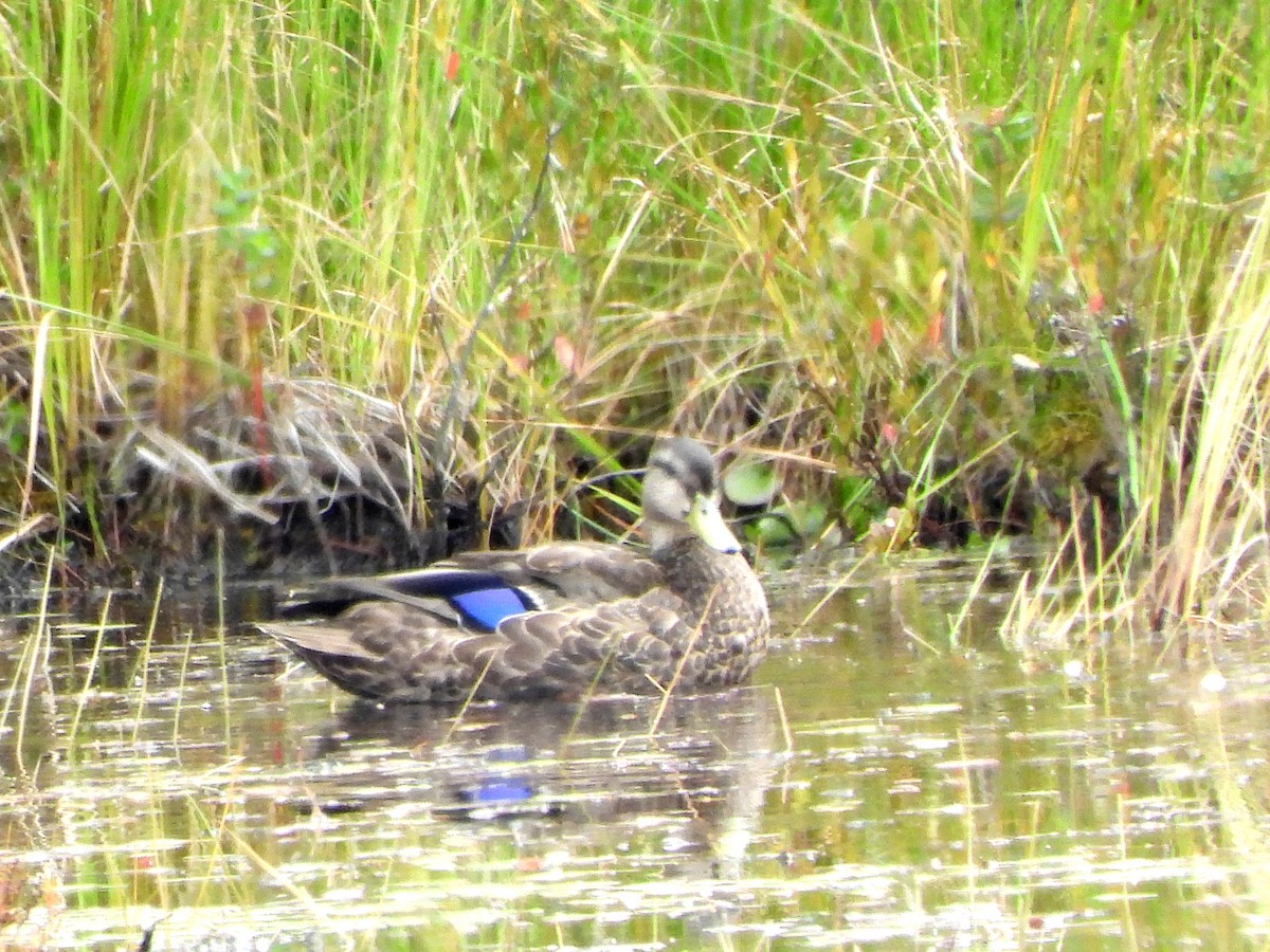 Mallard x American Black Duck (hybrid) - ML641490708