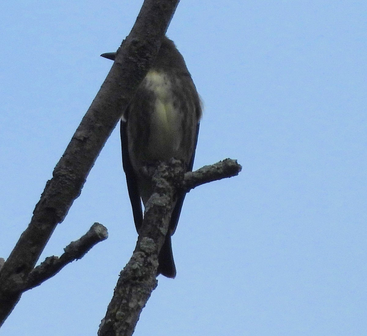 Pibí Boreal - ML641490721