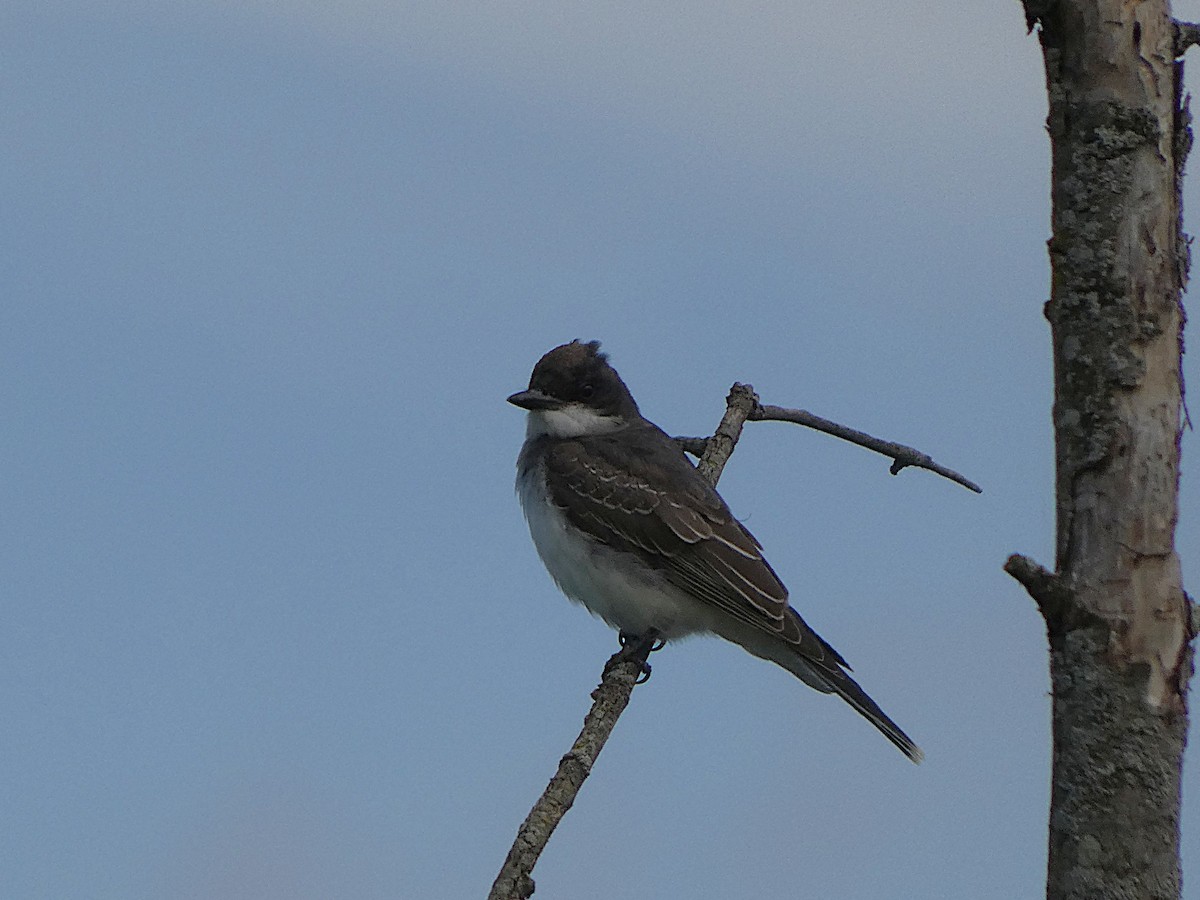 טירן מזרחי - ML641490734