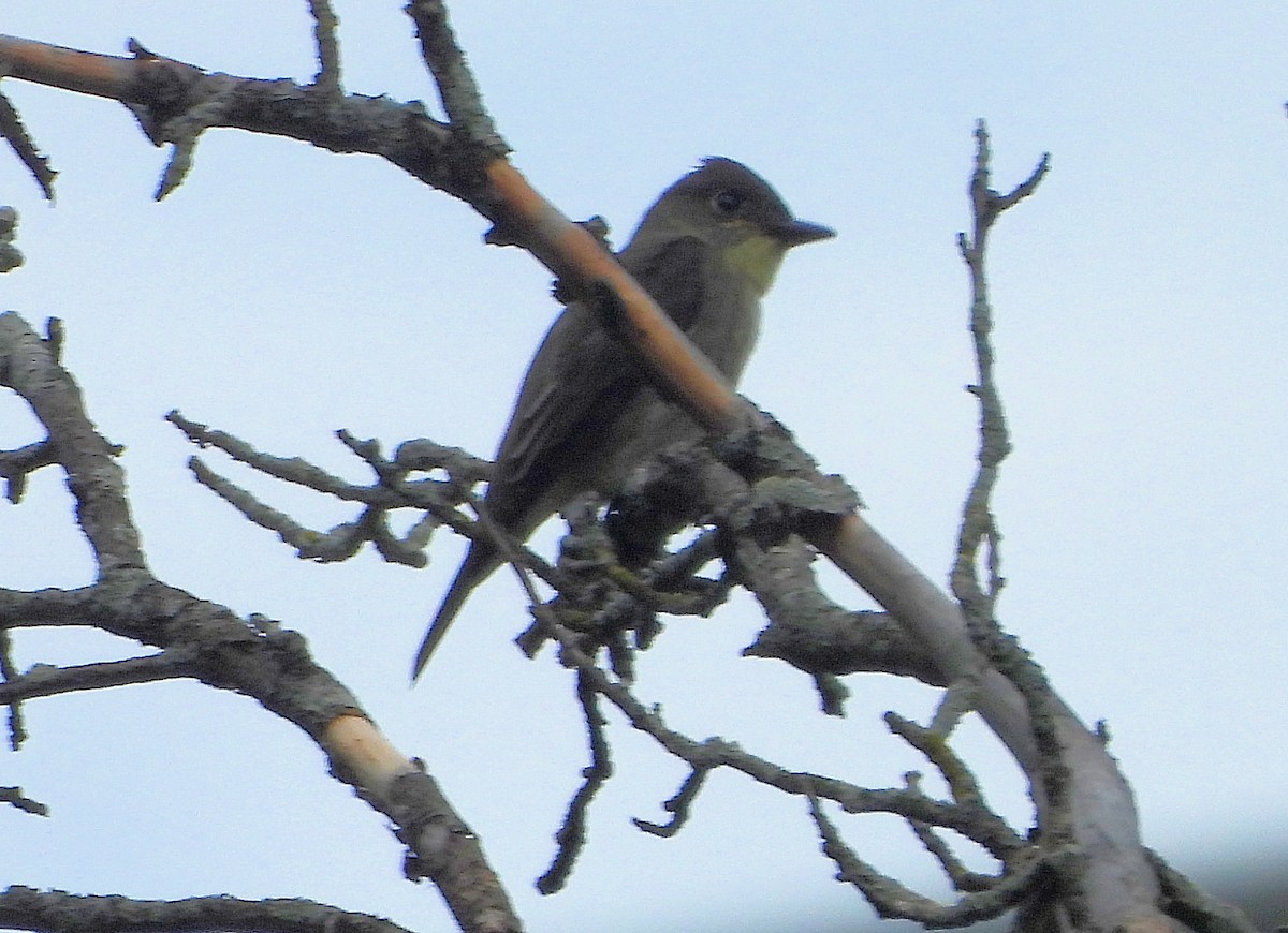 Mosquero Mínimo - ML641490738