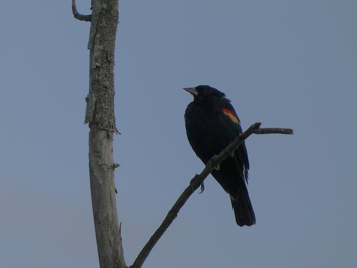 שחרורית אדומת-כנף - ML641490743