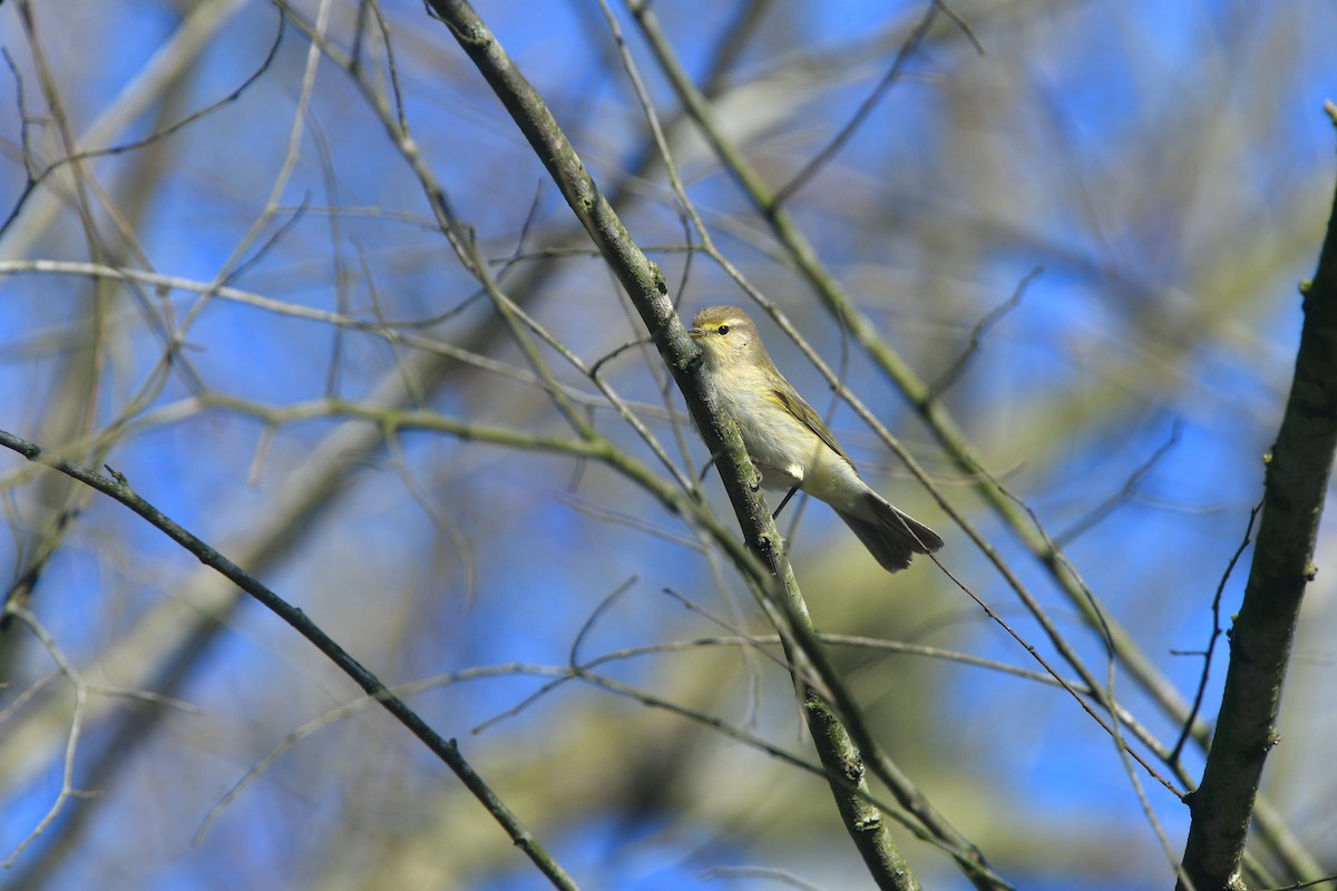 Wood Warbler - ML641490789