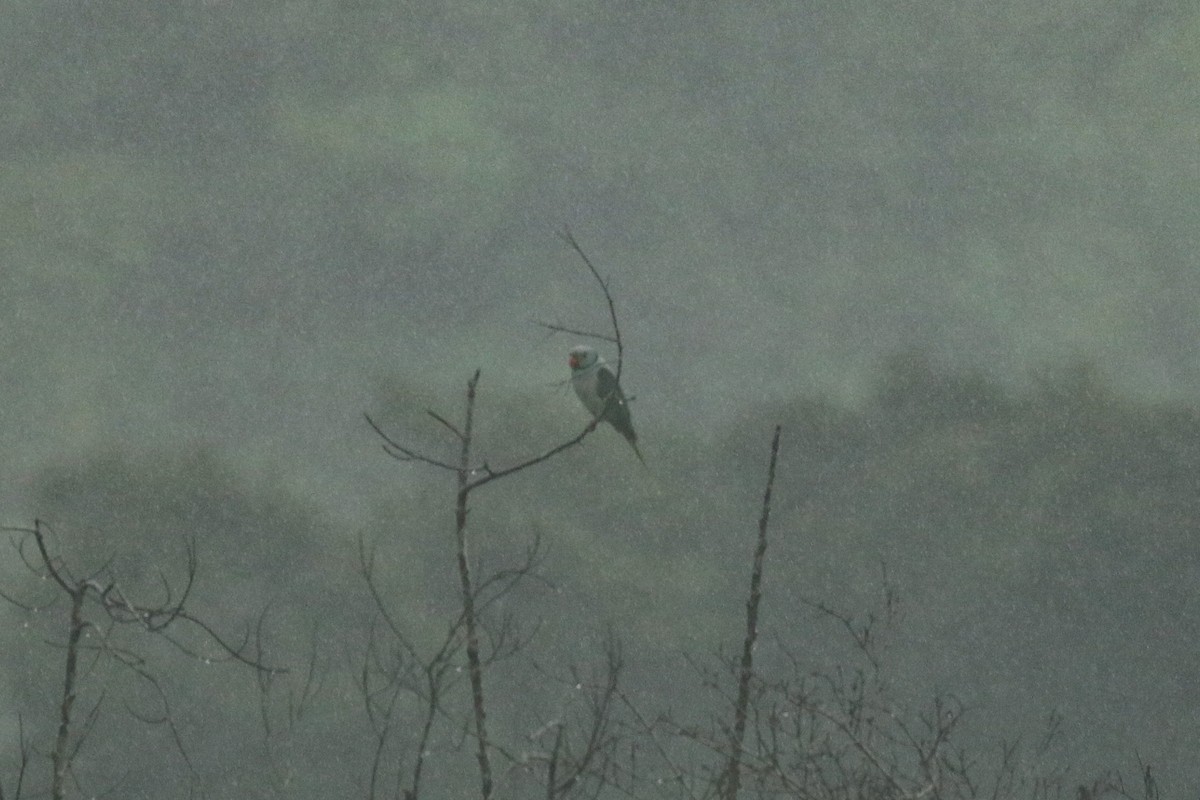 Malabar Parakeet - ML641490806