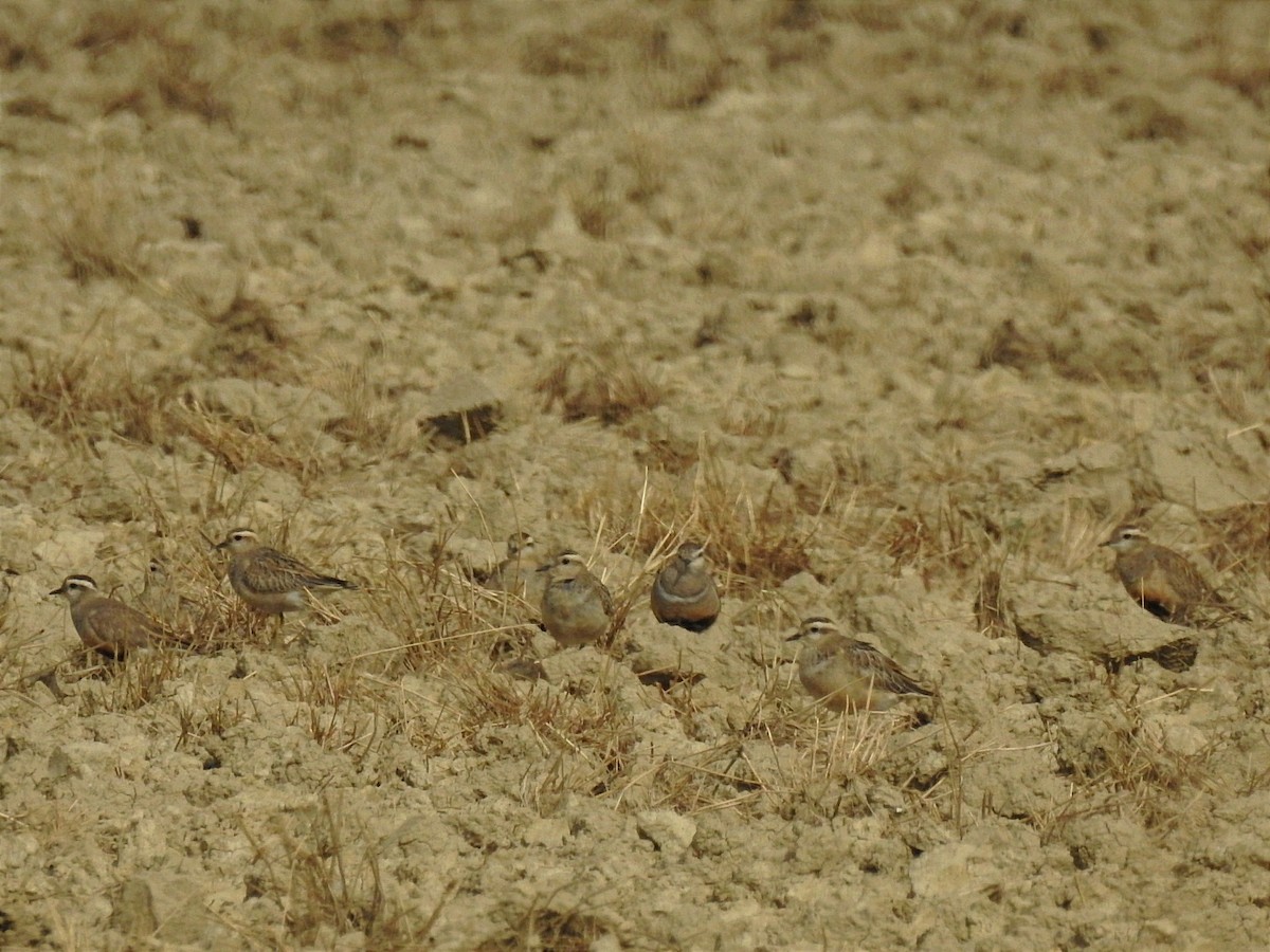 Eurasian Dotterel - ML641490864