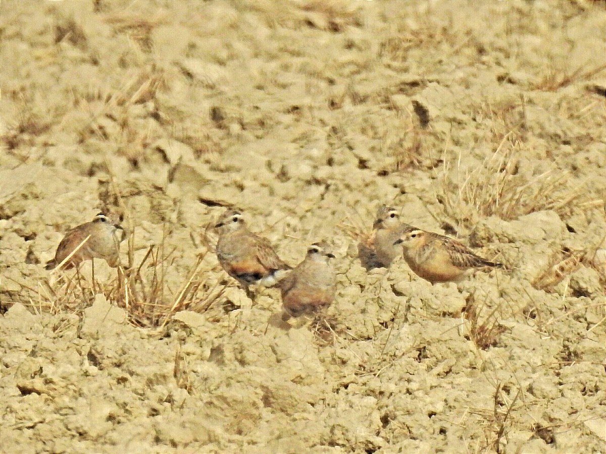 Eurasian Dotterel - ML641490865